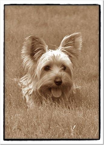 Reesey resting and relaxing in the grass