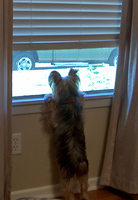 Another angle of Reesey staring out the window
