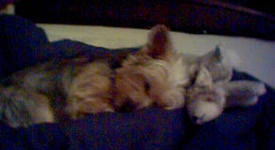 Reesey passed out in my bed