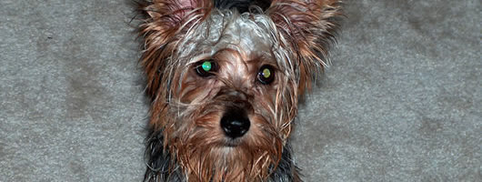 Wet and crazy mutt